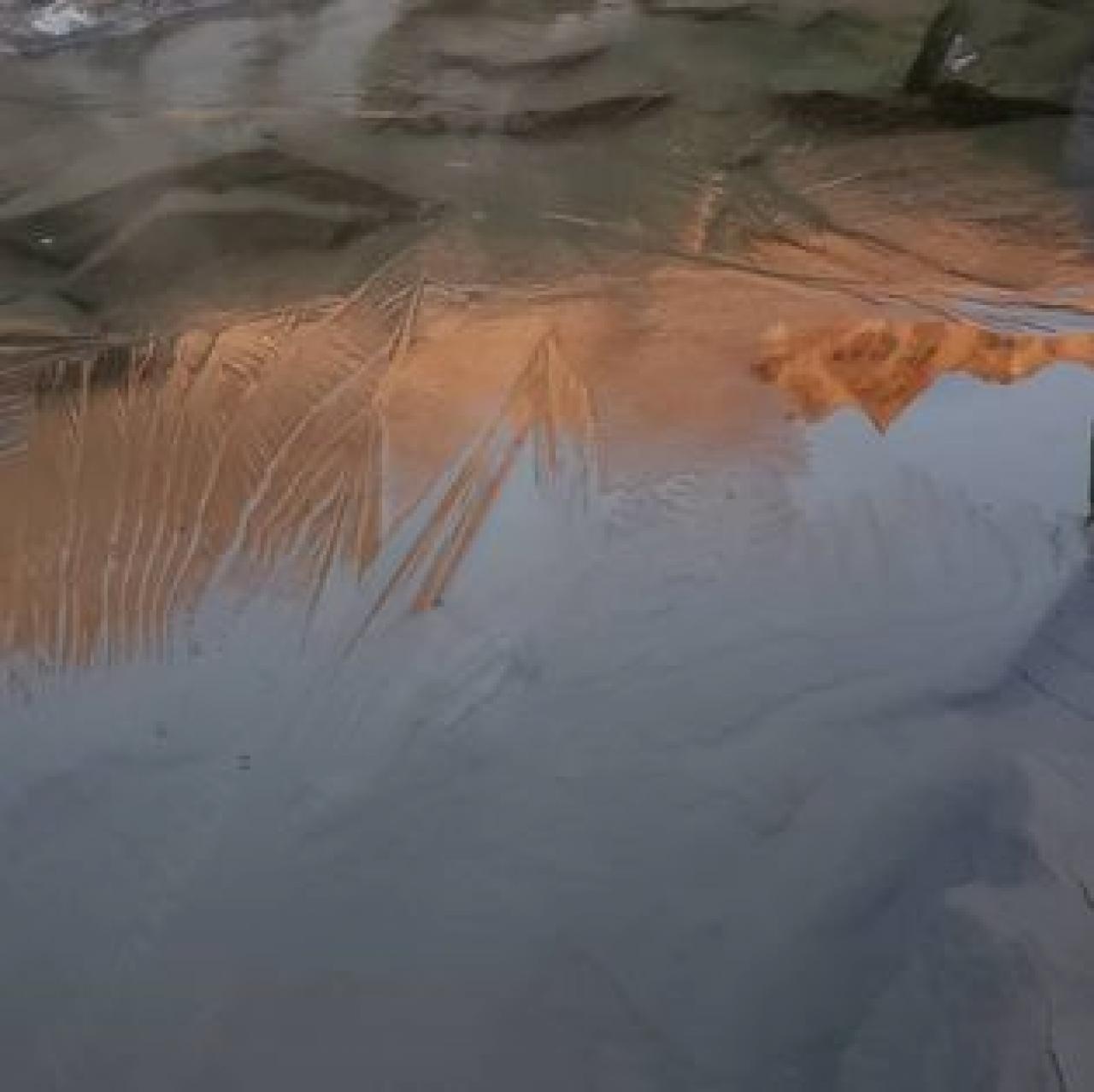 9/25  初氷観測　朝、水たまりの様な池に薄氷が張りました。
