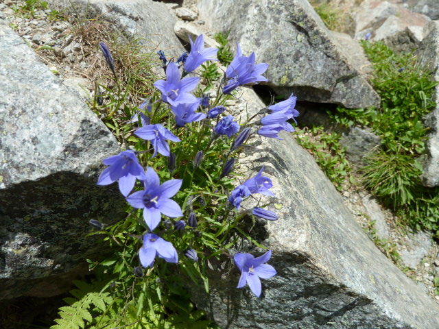 稜線にはイワギキョウなどの高山の花々が咲き乱れる 