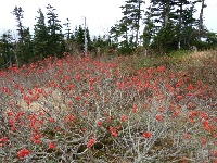 山荘前のお花畑の草もすっかり枯れ、ナナカマドの赤い実だけが目立つ。 