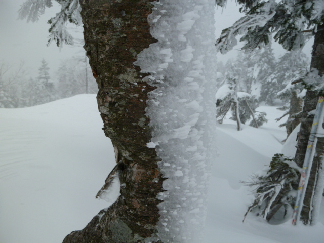 吹雪で木の幹も凍りつく 