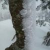 吹雪で木の幹も凍りつく 