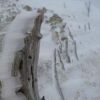 丸山付近では、非常に珍しい氷でできたエビの尻尾ができています。岩氷と呼ぶ場合もあるようです 