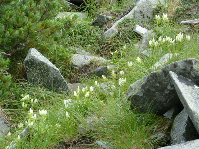 独標手前の登山道にはトウヤクリンドウが咲きはじめました。今年は花の数が非常に多く、当たり年のようです 