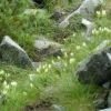 独標手前の登山道にはトウヤクリンドウが咲きはじめました。今年は花の数が非常に多く、当たり年のようです 