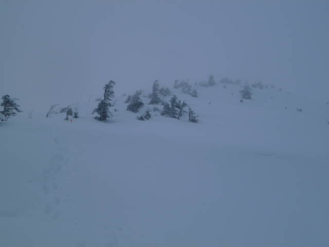 丸山周辺はようやくハイマツが雪の下に隠れました 