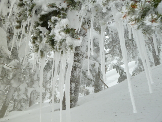 樹林の中では巨大な氷柱が下がっています 