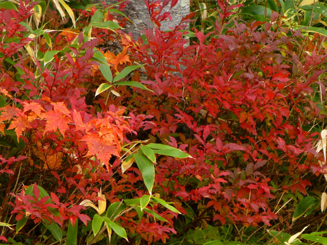 今年の紅葉は例年より色が濃い！　 