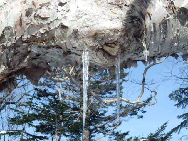 木から垂れる氷柱。朝晩の温度差が大きい事がうかがえます。