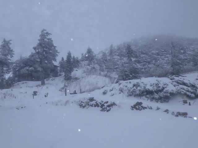 早朝は猛烈な吹雪で、周囲の樹木が大きく揺れていました。