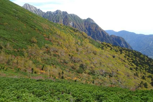 丸山から長野県側を見下ろす斜面にあるダケカンバの群生林