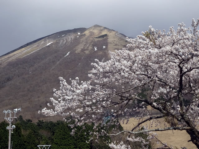 桝水高原の桜が満開