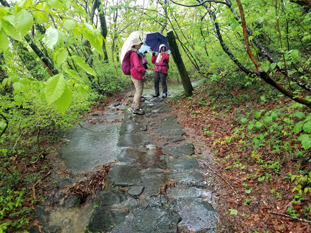 大山詣で使われた石畳道