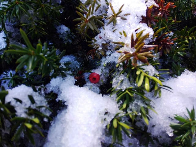 雪を被ったダイセンキャラボク