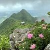 三鈷峰とシモツケの花