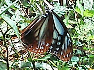 アサギマダラ蝶 