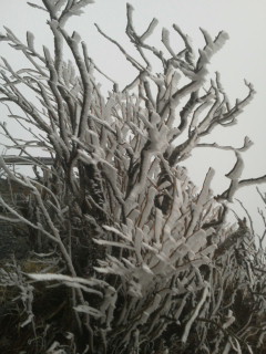 木々についた霧氷　成長の様子　１ 