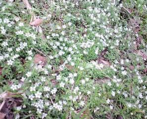 下山途中で見かけた、かわいい小さな花のお花畑