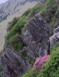 山頂手前の南側の崖地に綺麗に咲いているミツバツツジ