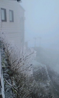 びっしりとついた霧氷で白くなった枝。