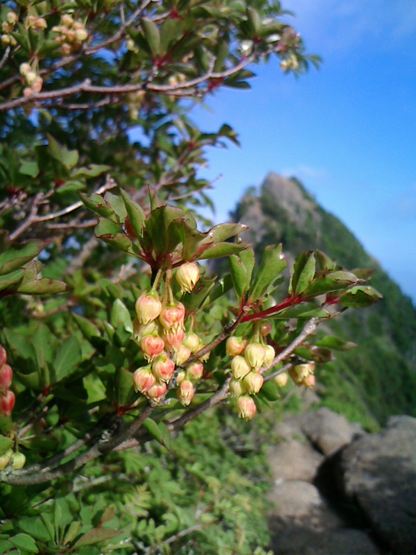 山頂付近はドウダンツツジが咲き始めました