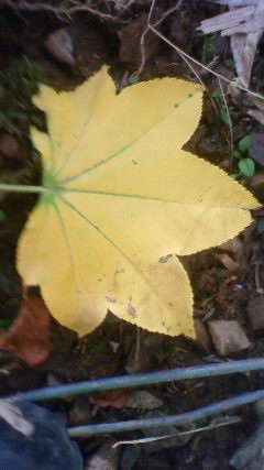 手のひらくらいの黄色い落ち葉、テツカエデ 