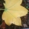 手のひらくらいの黄色い落ち葉、テツカエデ 