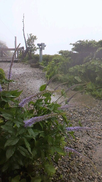 台風で開花したクガイソウも揺れる 