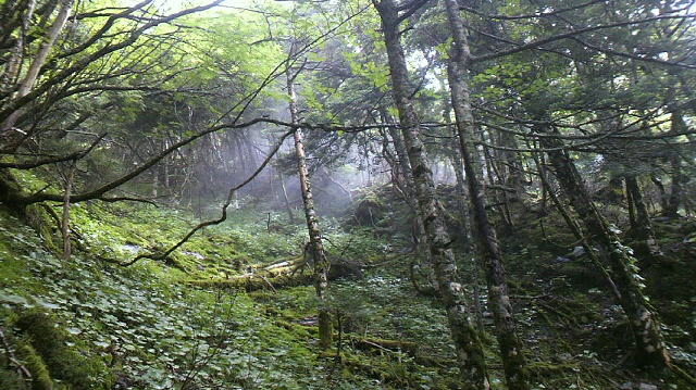 剣山の森 