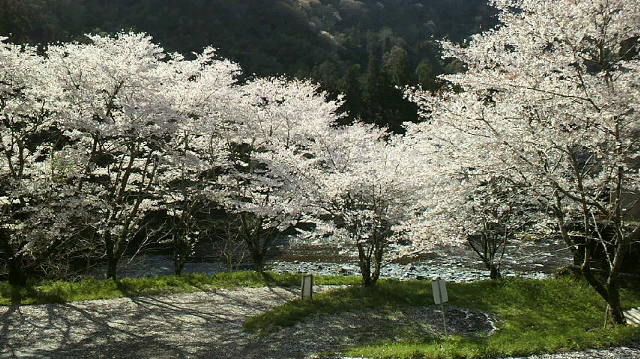 穴吹川の桜