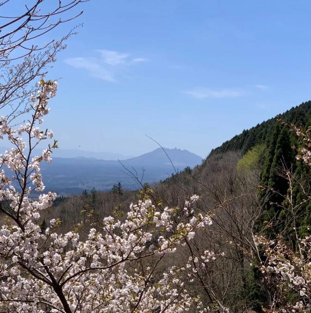 くたみ分かれの山桜が見頃を迎えています。エヒメアヤメやキスミレも開花しました