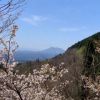 くたみ分かれの山桜が見頃を迎えています。エヒメアヤメやキスミレも開花しました
