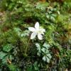今、登山道沿いで観察することができる屋久島の固有種のオオゴカヨウオウレンです。コケの中に咲くとても小さな可憐な花です 