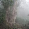 ミゾレ混じりの天候の縄文杉 