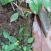 苔の中に可憐に咲くシライトソウ 