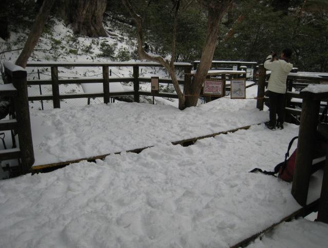 縄文杉デッキの積雪10cm。山岳部の奥山は厳冬期雪山です 