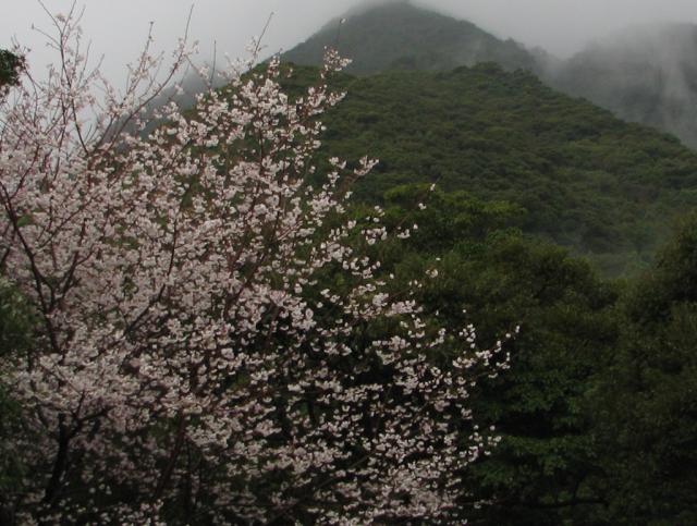 千尋滝の桜　すっかり春の装いです。 