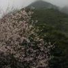 千尋滝の桜　すっかり春の装いです。 