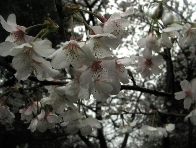 千尋滝の桜　とても彩り鮮やかです。ウグイスやミソサザイの美しいさえずりも聞こえます。 