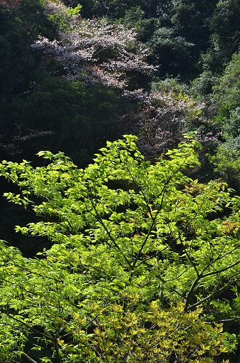 ヤクシマオナガカエデの新緑と山桜 