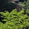 ヤクシマオナガカエデの新緑と山桜 
