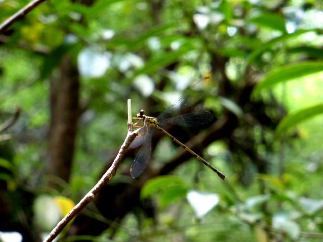ヤクシマトゲオトンボ　雨の晴れ間に白谷雲水峡にて。名前の通り尾の先に小さなトゲがあり、オレンジ色の足を持つオシャレな虫です。