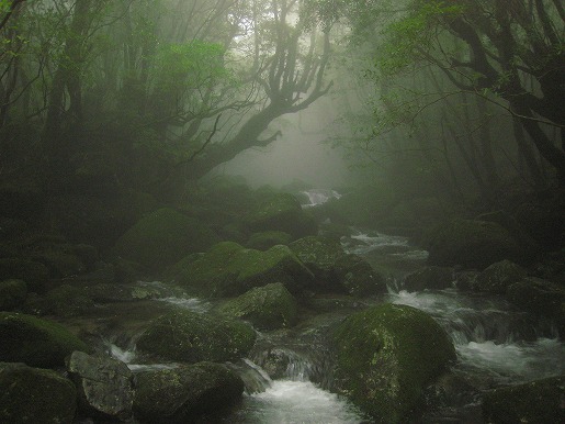 霧の森　白谷雲水峡