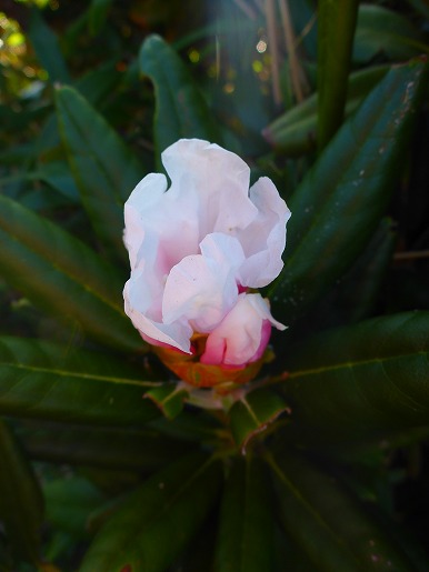 狂い咲きのヤクシマシャクナゲ