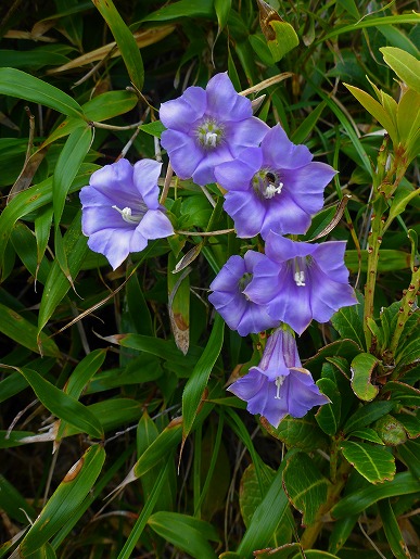 ハナヤマツルリンドウ　屋久島の固有種で絶滅危惧種です。宮之浦岳への登山コースで、森林限界を越える付近で咲いています。うす青紫色の美しいリンドウです。