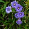 ハナヤマツルリンドウ　屋久島の固有種で絶滅危惧種です。宮之浦岳への登山コースで、森林限界を越える付近で咲いています。うす青紫色の美しいリンドウです。