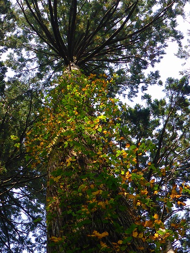 ウィルソン株広場では杉に巻きついているツタウルシの黄色い葉が目立ち、常緑樹の森に彩りをそえています。