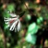 縄文杉コースで今、咲いているキッコウハグマ。屋久島のこの時期ならではの花や実が秋の趣を演出しています。
