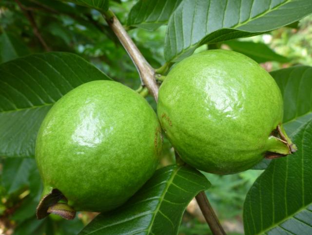 バンジロウ　屋久島の秋の果実です。風邪予防や疲労回復にビタミンＣの豊富です。