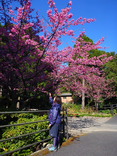 気象庁が行う桜の開花状況も沖縄と奄美地方ではヒカンザクラで観測されています。