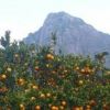 タンカンとモッチョム岳。里では島の特産の果実「たんかん」が収穫の最盛期です。